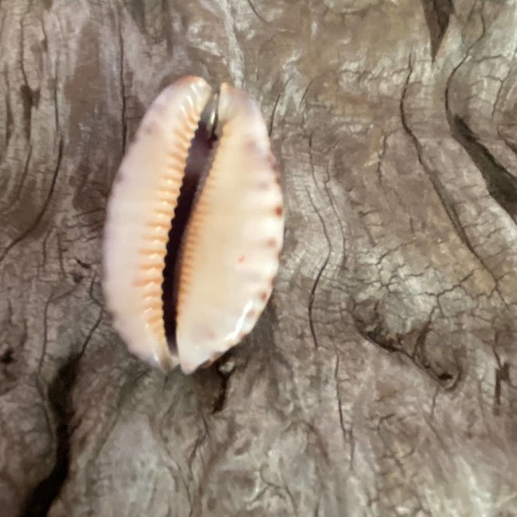 Scorpio Cowrie Shell Necklace Pendant Vintage 70's Etched Beach Souvenir Zodiac - Picture 6 of 7